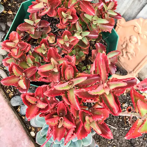 Kalanchoë longiflora 'coccinea'