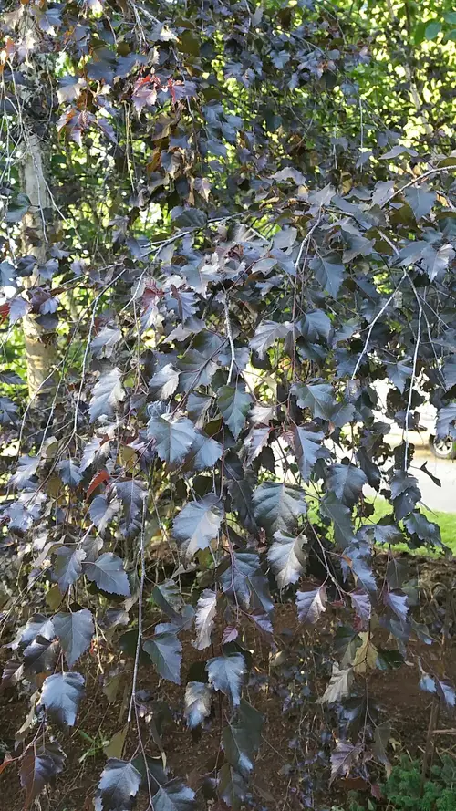 Betula platyphylla 'Royal Frost'