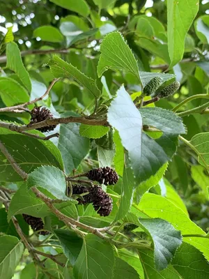 ハンノキ（榛の木） (Alnus japonica) - PictureThis