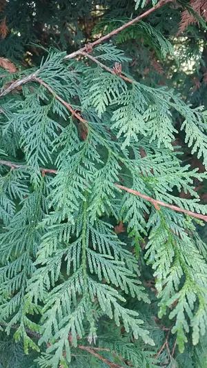 thuja 4ever goldy Forever Goldy® Arborvitae main image 1