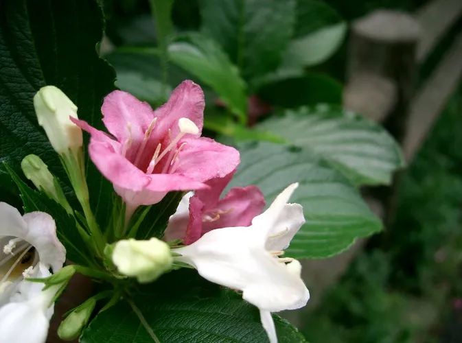 ハコネウツギ (Weigela coraeensis) - PictureThis