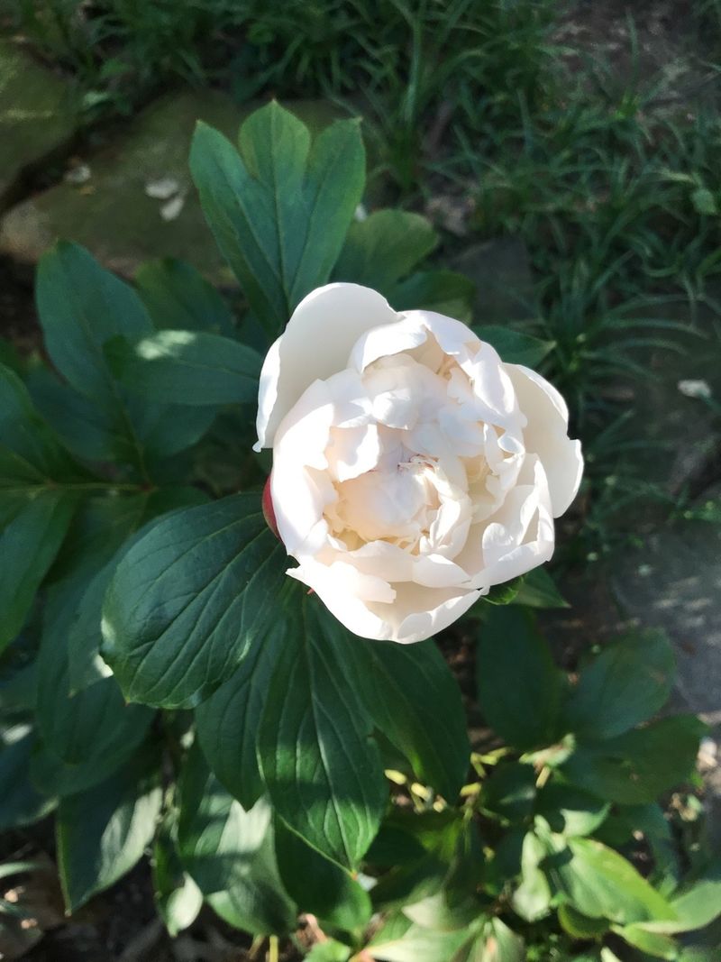 紅花山芍薬（ベニバナヤマシャクヤク）の言語と意味：文化的意義と用途