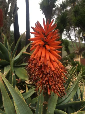 How to Grow and Care for Bitter aloe