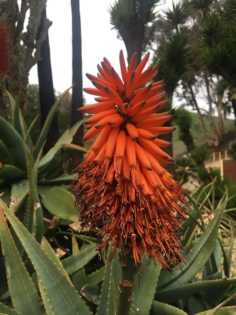 aloe vera in seramis pflanzen Aloe Vera Barbadensis (Alter 5-6 Jahre) – Secret Garden Plant Shop