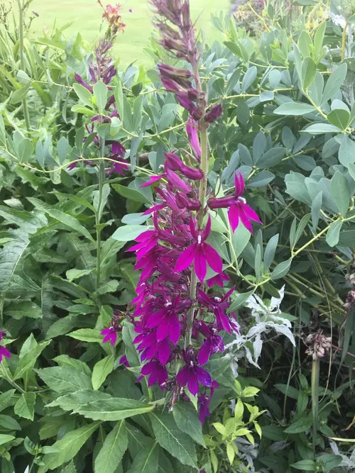 Lobelia × speciosa 'Hadspen Purple'
