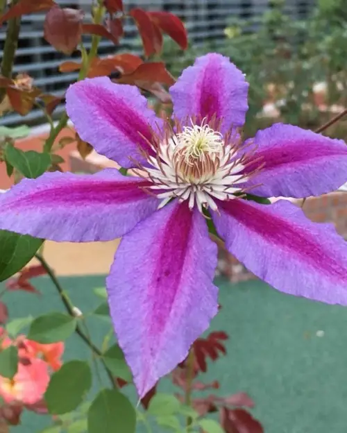 Clematis 'Anna Louise'