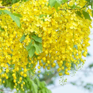How to Prune Golden shower tree