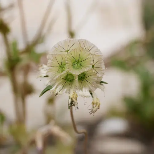 Starflower pincushions