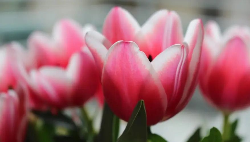 Tulips 'Charmeur'
