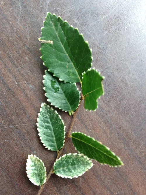 Ulmus parvifolia 'Frosty'