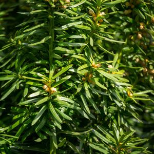 Common yew 'Fastigiata Aurea' (Taxus baccata 'Fastigiata Aurea') -  PictureThis