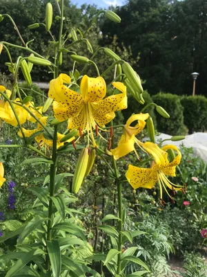 How to Grow and Care for Tiger lily 'King Pete'