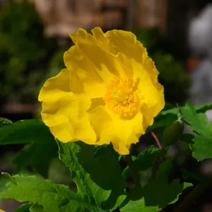 How to Transplant Celandine poppy? (Ideal time, Methods, and Post Care)
