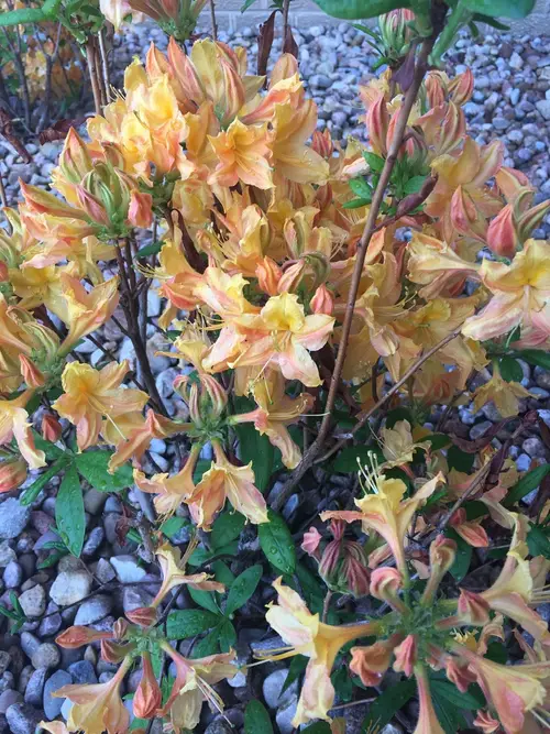 Rhododendron × atlanticum 'Golden Lights'
