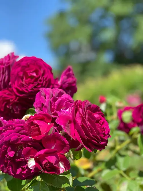 Roses 'Zigeunerknabe'
