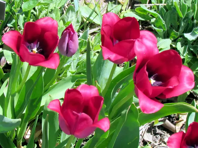 Tulips 'Renown'