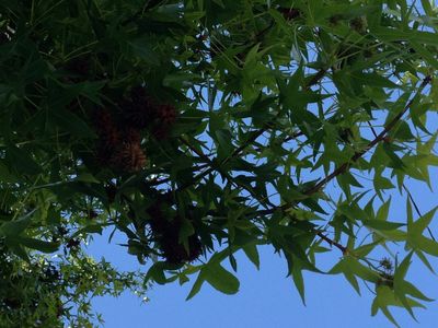 Liquidámbares - Liquidambar (Taxonomía, Características, Distribución ...