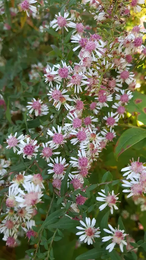 Calico aster 'Lady in Black'