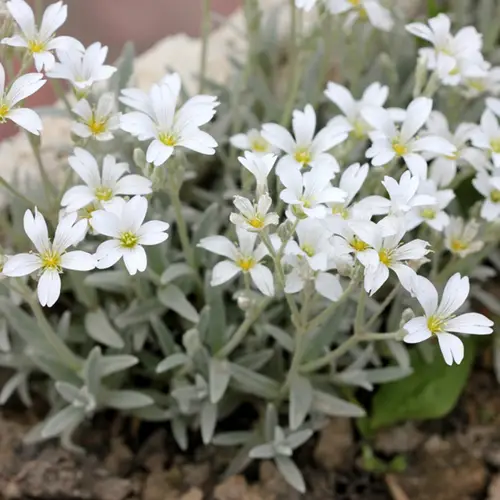 夏雪草 (Cerastium tomentosum) 照顧，種植，繁殖，開花時間 - PictureThis