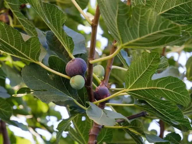 Common fig 'Chicago Hardy'