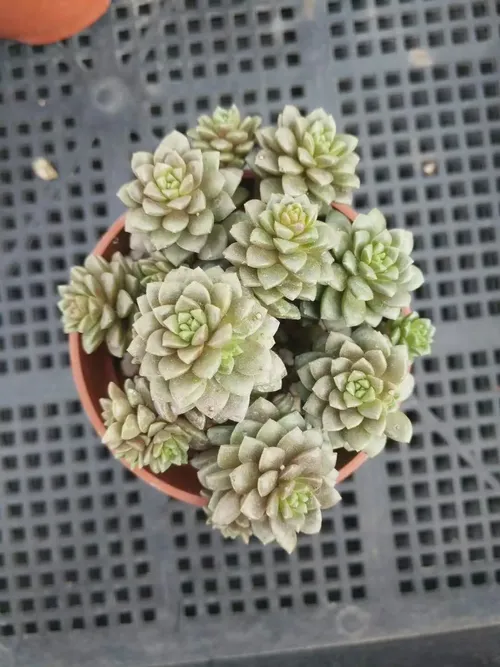 Little Gem (×Cremnosedum 'Little Gem') - PictureThis