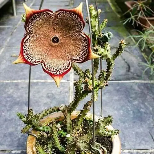 Perzisch-tapijt-bloem