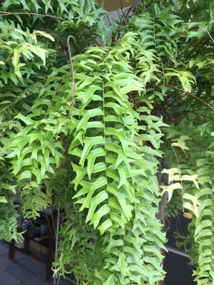 Nephrolepis falcata - PictureThis