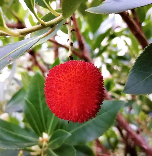 How to Plant and Grow Pacific madrone(Arbutus menziesii)