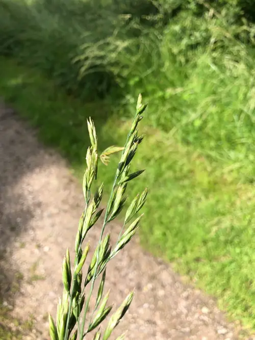 Common rivergrass (Scolochloa festucacea) Flower, Leaf, Care, Uses ...