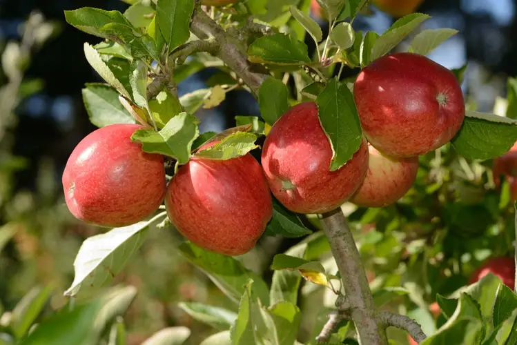 Apples 'Braeburn'