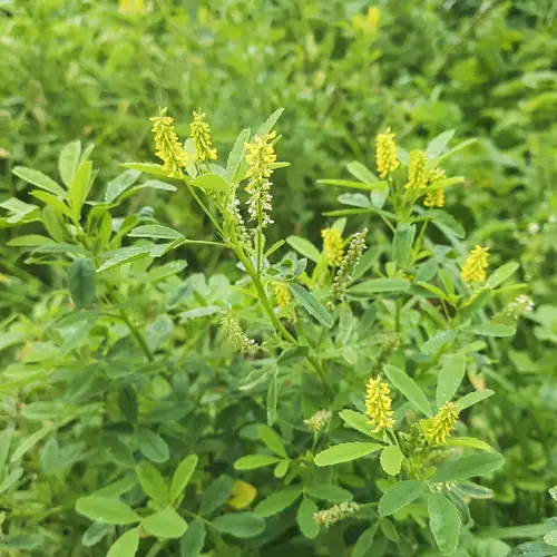 Annual yellow sweet clover