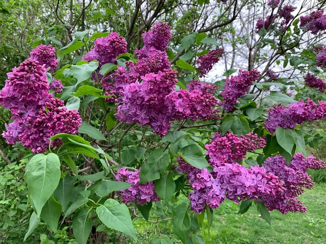 Common lilac 'Charles Joly'
