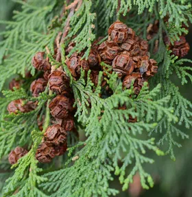 ヒノキ（檜）の判定方法 (Chamaecyparis obtusa)