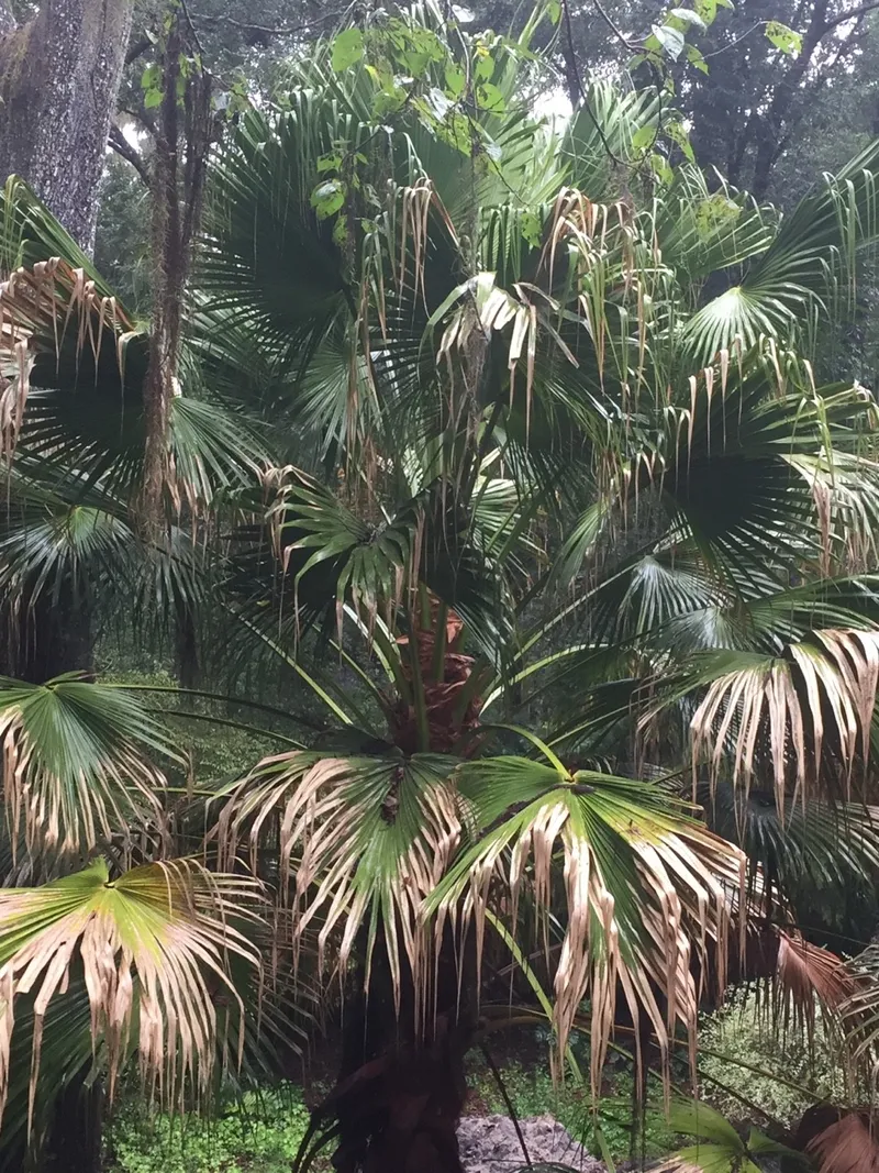 What Are Common Problems with Cabbage-tree palm?, image size:800x1067