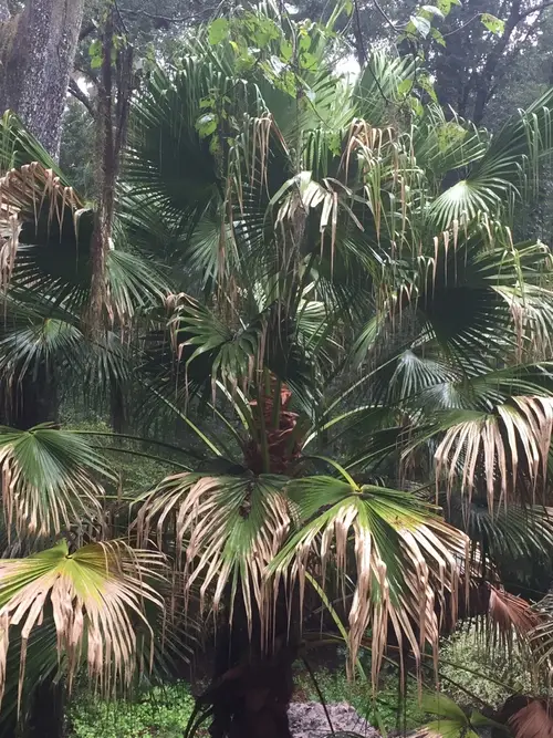 Cabbage-tree palm