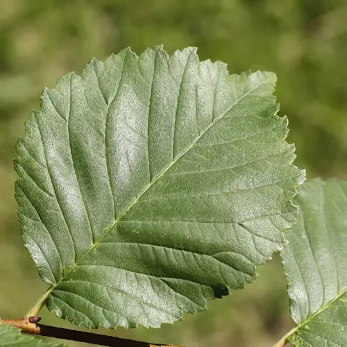 Olmo común (Ulmus minor) - PictureThis