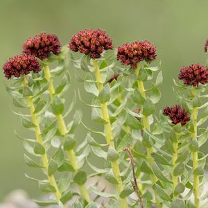 Stonecrops - Rhodiola (Taxonomy, Characteristics, Distribution, Images)