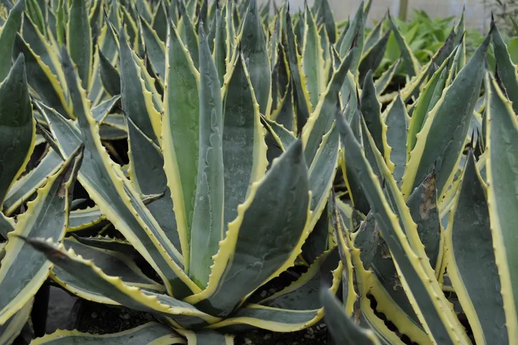 Variegated American Aloe (Agave americana 'Variegata') - PictureThis
