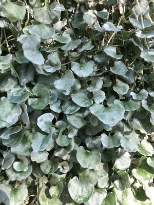 Oreja de ratón (Dichondra argentea) - PictureThis