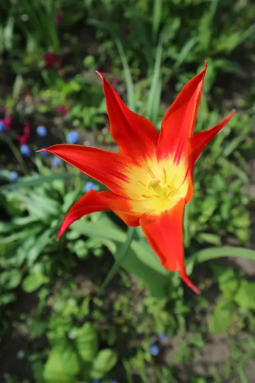 Tulips 'Dyanito'