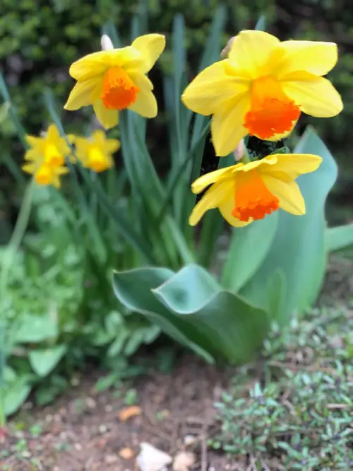 Daffodils 'Vulcan'
