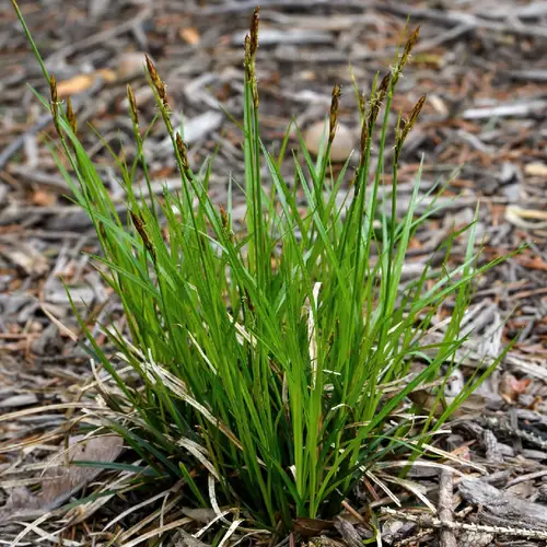 Carex de pennsylvanie