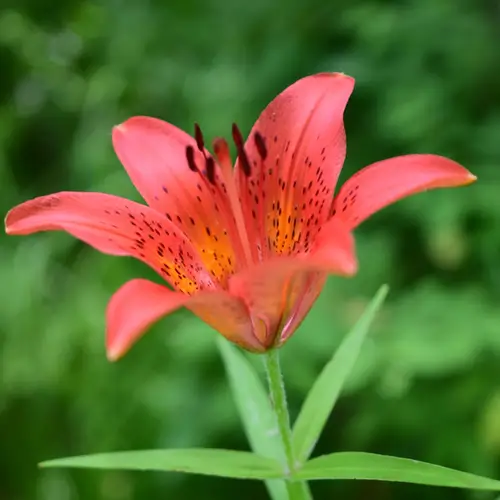 Siberian lily