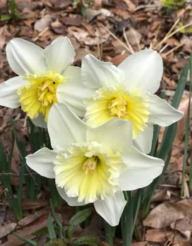 ナルキッスス・トリアンドルスの判定方法 (Narcissus triandrus)