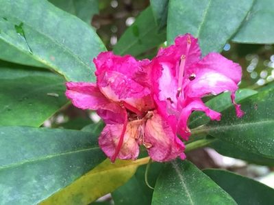 原種ツツジ属辞典 The Encycl. of Rhododendron sp. 原種ツツジ属辞典 原種ツツジ属辞典 The Encycl. of Rhododendron sp. 原種ツツジ属辞典