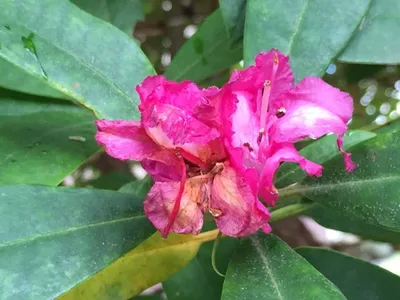 ツツジ属 (Rhododendron) - PictureThis ツツジ属 (Rhododendron) - PictureThis