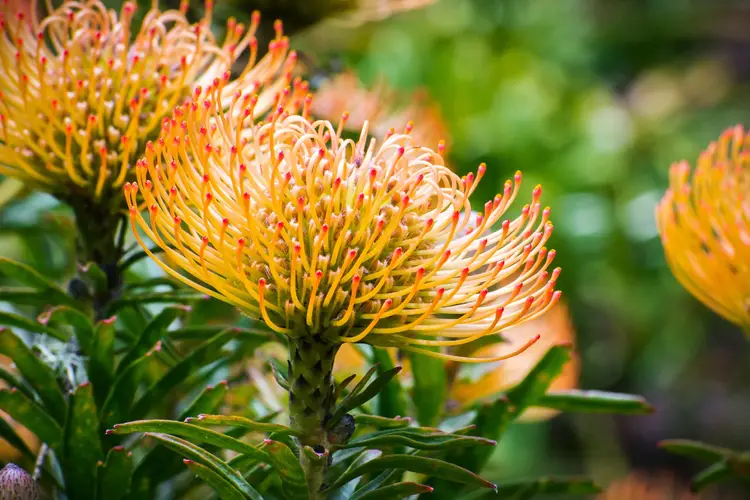 Red pincushion-protea 'California Sunshine'