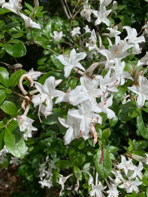 Rhododendron viscosum 'Fragrant Star'