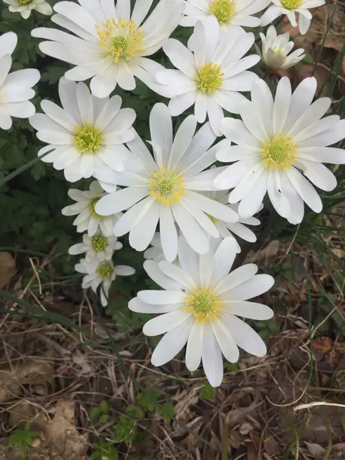 Balkan anemone 'White Splendour'