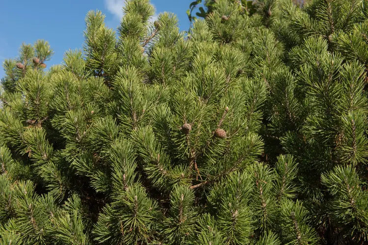 Mugo pine 'Mops'